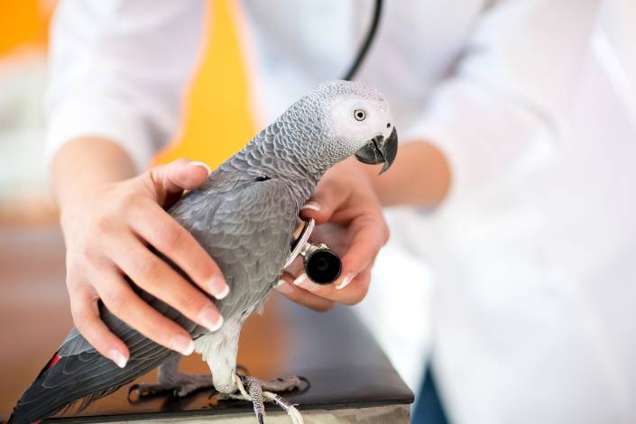 Grey parrot being held by vet with stethoscope listening to their chest
